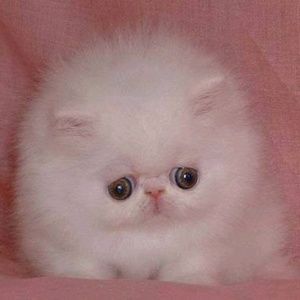 Meet your Posher, Tinis